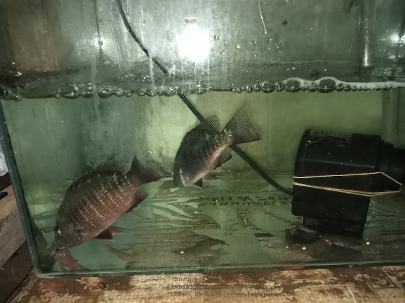 NHS FISH: Surga Ikan Hias di Cilacap yang Menghadirkan Ketenangan