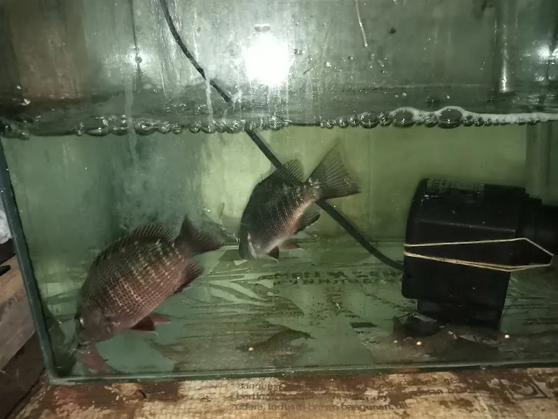NHS FISH: Surga Ikan Hias di Cilacap yang Menghadirkan Ketenangan